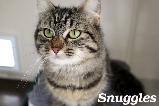 Cats Protection Canterbury - Teens Carousel 1