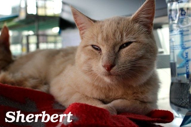 Cats Protection Canterbury - Teens Carousel 2