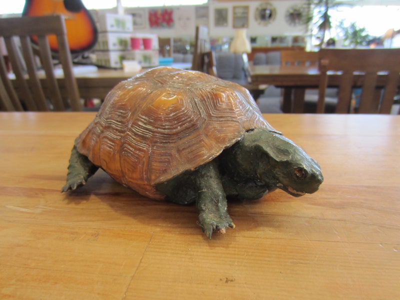 Taxidermied Tortoise C. 1900 Carousel 1