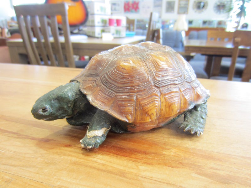 Taxidermied Tortoise C. 1900 Carousel 2