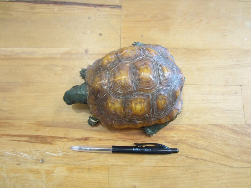 Taxidermied Tortoise C. 1900 Carousel 10