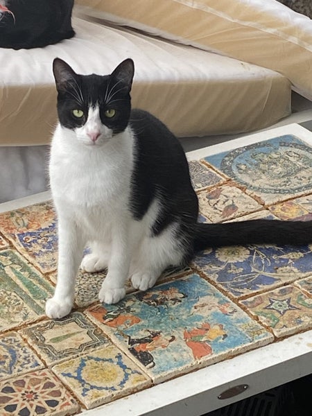 Brave Paws Cat Rescue - Kitten -11 months Falco Carousel 1