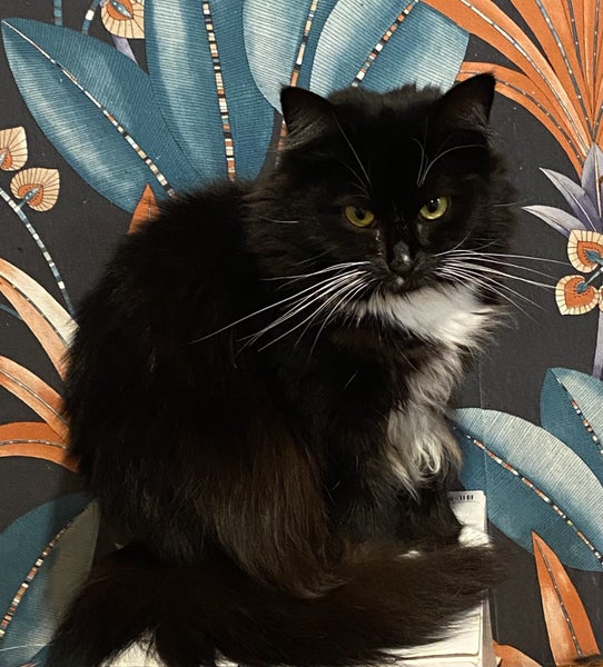Brave Paws Cat Rescue -Cat - 2 years-Daisy Carousel 1