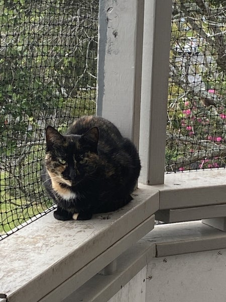 Brave Paws Cat Rescue -Cat - 1 year-Orla Carousel 1