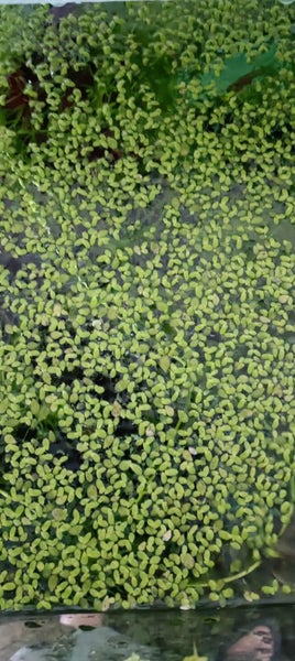 Duck weed Carousel 1