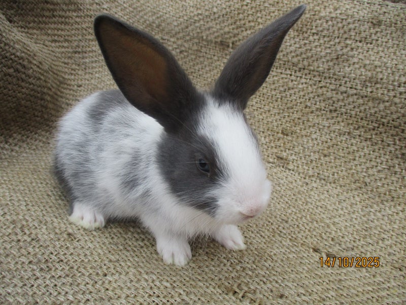 Flemish Giant Rabbits Carousel 1