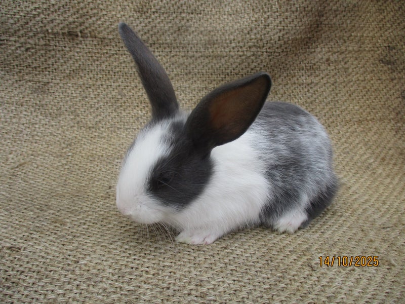 Flemish Giant Rabbits Carousel 2