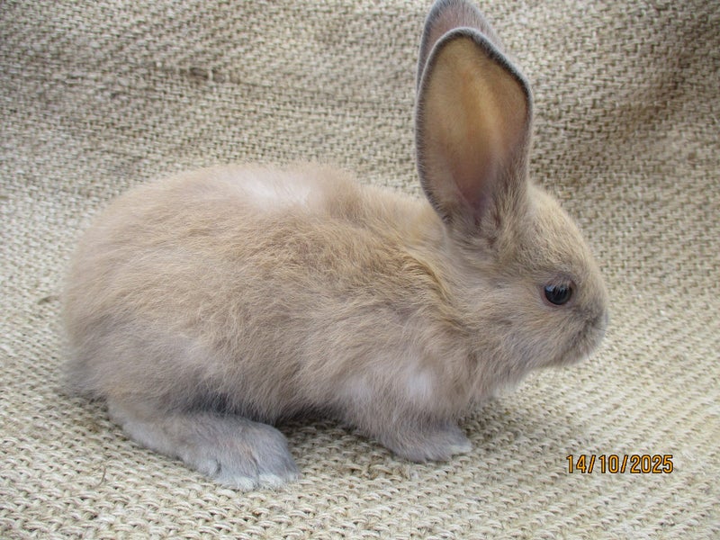 Flemish Giant Rabbits Carousel 14