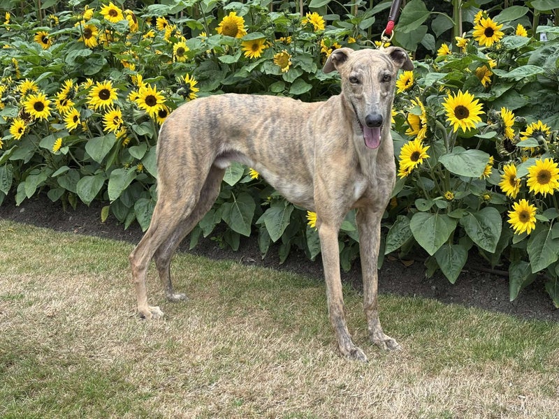 OTTO - STUNNING 3 YEAR OLD RETIRED GREYHOUND Carousel 2