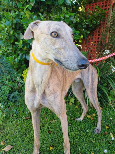OTTO - STUNNING 3 YEAR OLD RETIRED GREYHOUND Carousel 1