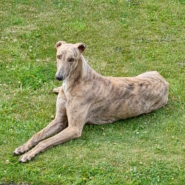 OTTO - STUNNING 3 YEAR OLD RETIRED GREYHOUND Carousel 4
