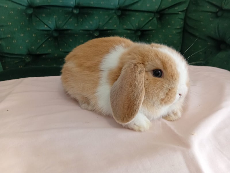 Super Cute Purebred Minilop Babies Carousel 1