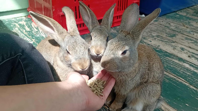 Bunnies! Carousel 1