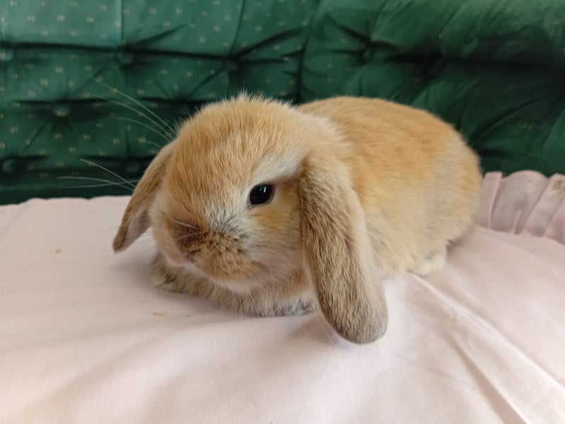 Super Cute Purebred Minilop Babies Carousel 2