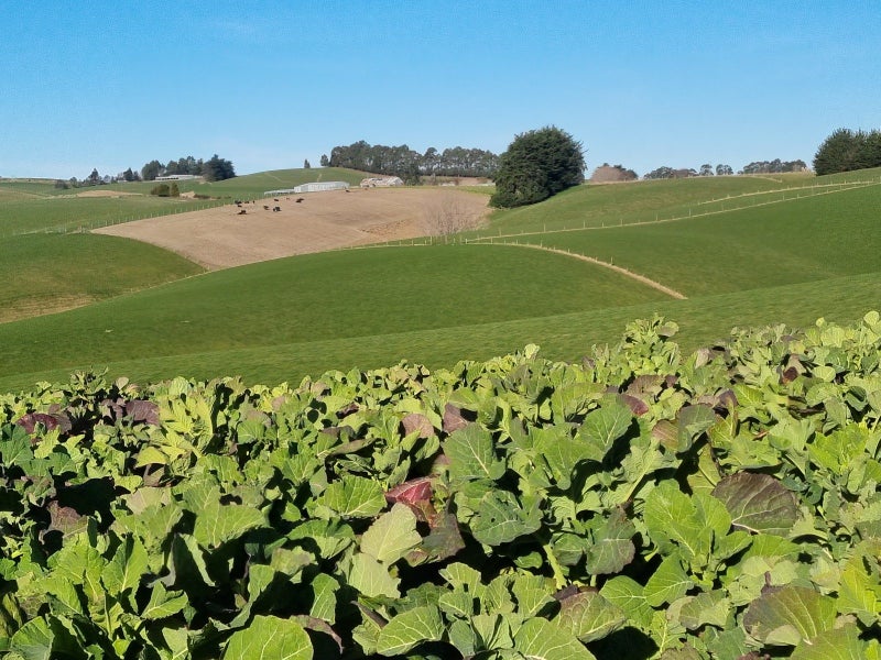 Versatile Sheep and Beef Property64073127598467111