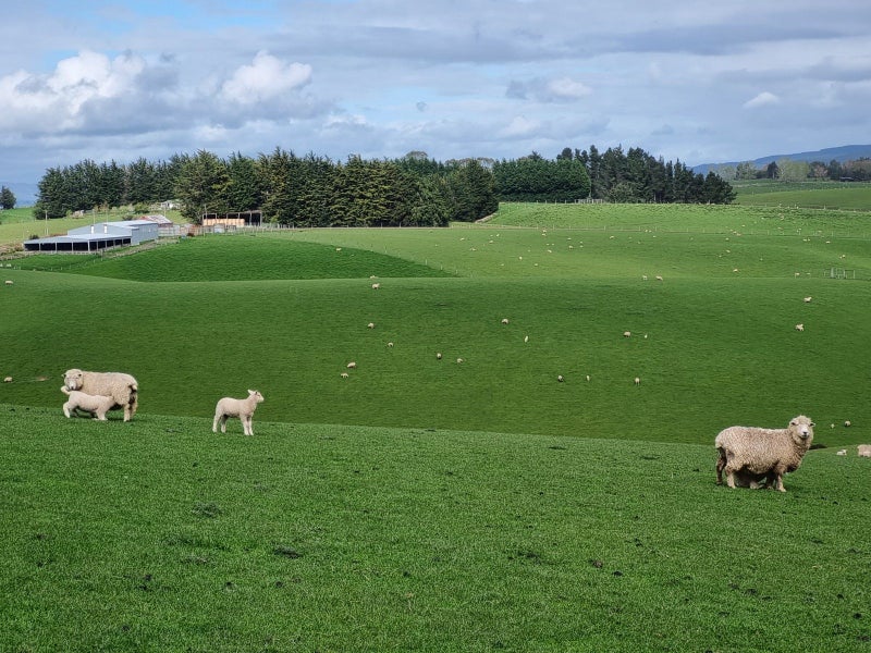 Versatile Sheep and Beef Property64073127598467112