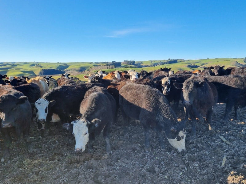 Versatile Sheep and Beef Property64073127598467113