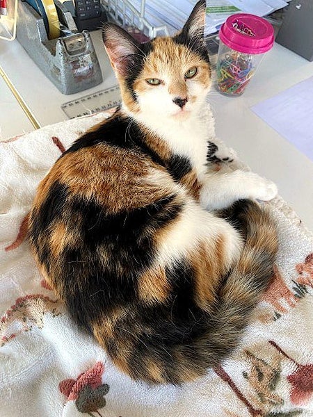 Found - Calico Tortie DSH Female Kitten / Young Cat Carousel 1
