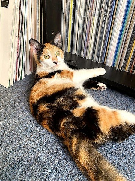 Found - Calico Tortie DSH Female Kitten / Young Cat Carousel 2