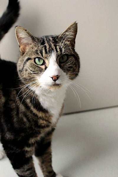 Cats Protection Canterbury - Corby Carousel 2