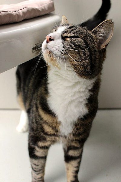 Cats Protection Canterbury - Corby Carousel 1