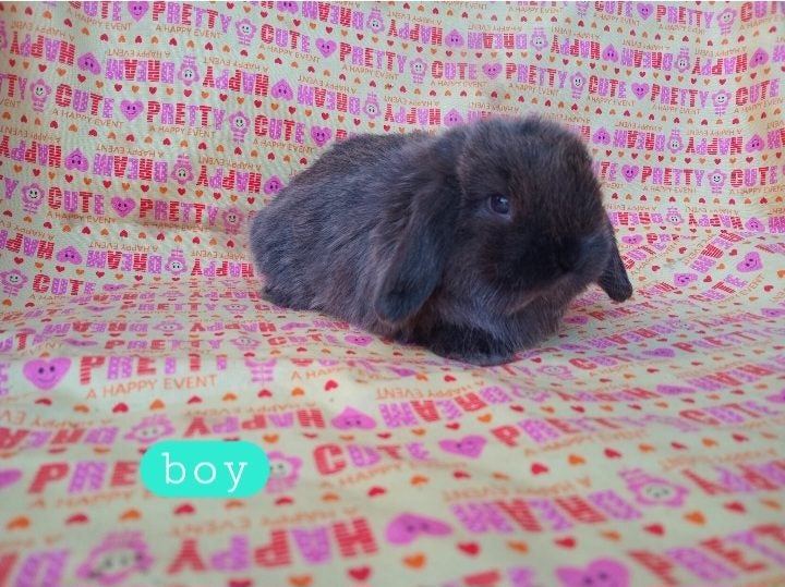 Cute purebred pedigree baby mini lop bunny rabbit Carousel 15