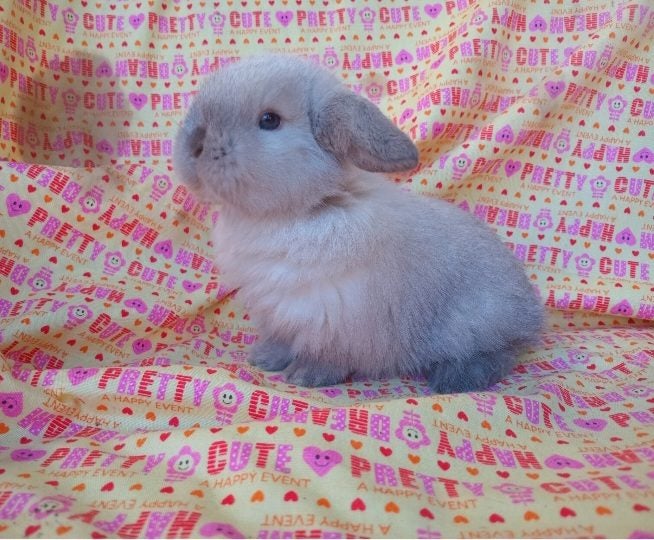 Cute purebred pedigree baby mini lop bunny rabbit Carousel 1