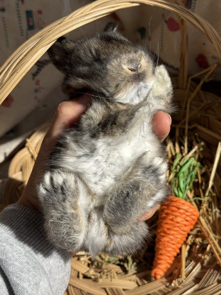 **Trained Mini Lop Bunny Rabbits & Care Package** Carousel 20