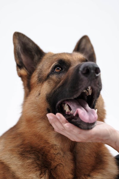 Loving Home Wanted for Loyal German Shepherd Carousel 2