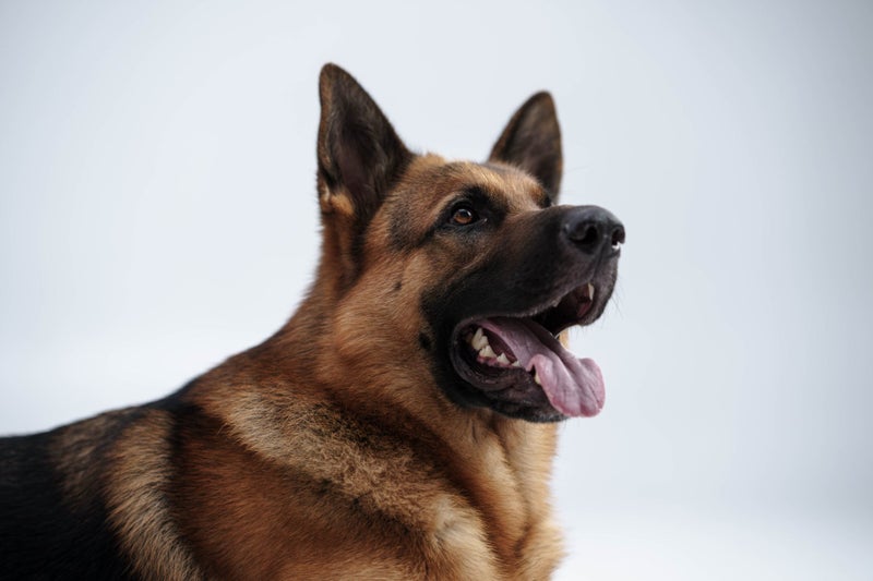 Loving Home Wanted for Loyal German Shepherd Carousel 1