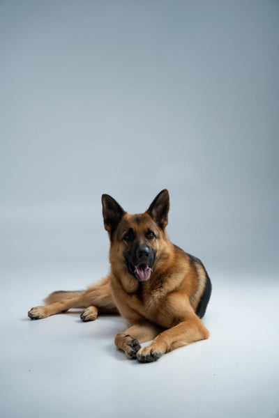 Loving Home Wanted for Loyal German Shepherd Carousel 15
