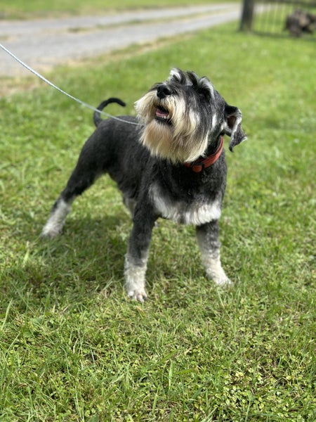 Miniature Schnauzer Carousel 2