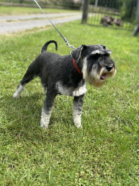 Miniature Schnauzer Carousel 3