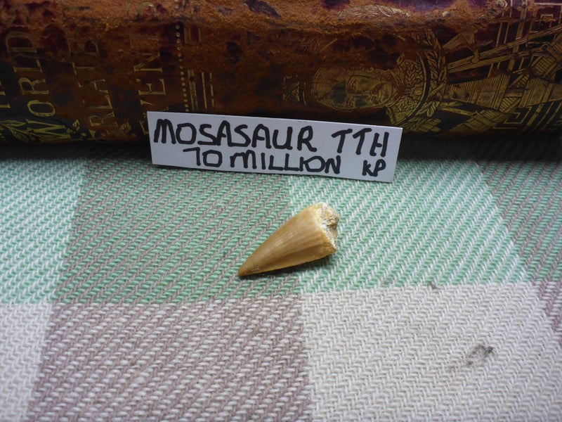 Stunning Old Fossilized Dinosaur Tooth Mosasaur Tooth Natural History Carousel 1