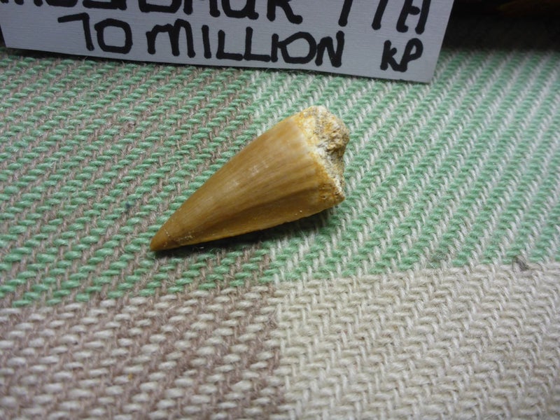 Stunning Old Fossilized Dinosaur Tooth Mosasaur Tooth Natural History Carousel 2