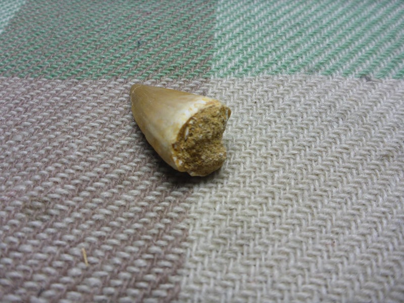 Stunning Old Fossilized Dinosaur Tooth Mosasaur Tooth Natural History Carousel 4