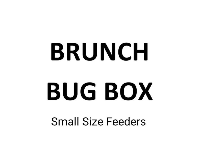 1.BRUNCH BUG BOX Small Size feeders Carousel 1
