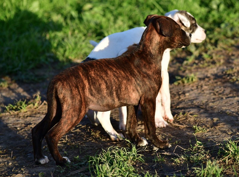 Rescue Puppy Koru, 3-month-old gentle Boxer x Carousel 11