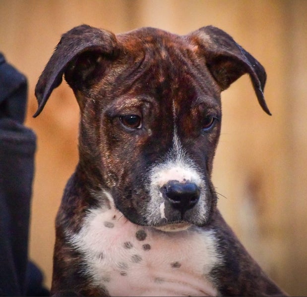 Rescue Puppy Koru, 3-month-old gentle Boxer x Carousel 2