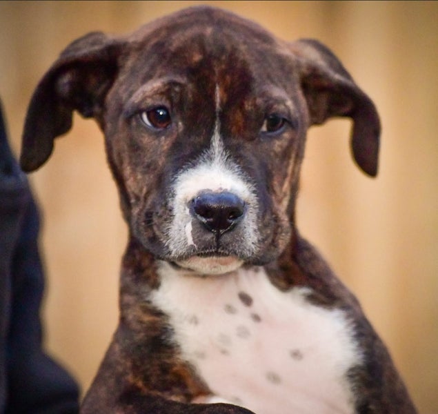 Rescue Puppy Koru, 3-month-old gentle Boxer x Carousel 1