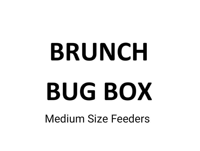 1.BRUNCH BUG BOX Medium Size feeders Carousel 1