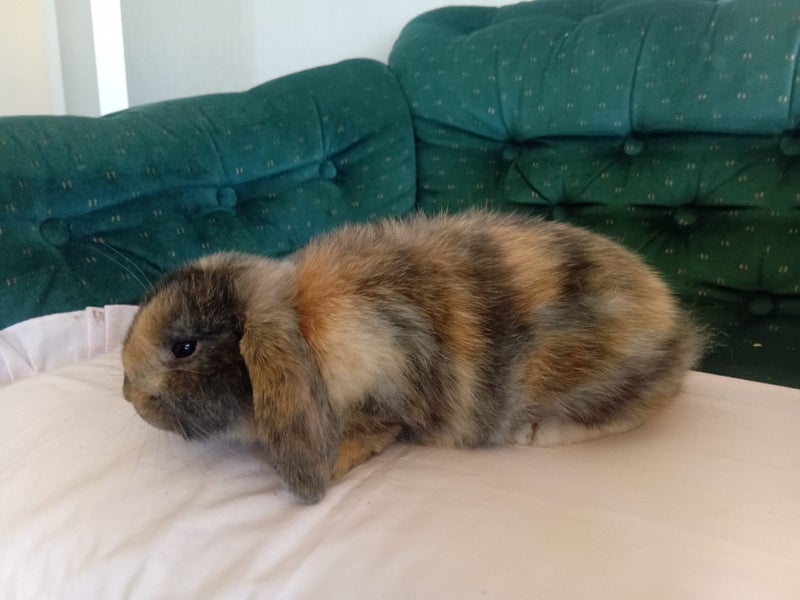 Super Cute Purebred Minilop Babies Carousel 20