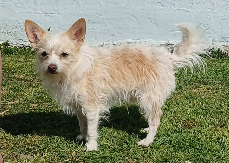 Ghosty - DOGWATCH dog rescue & rehoming Carousel 1
