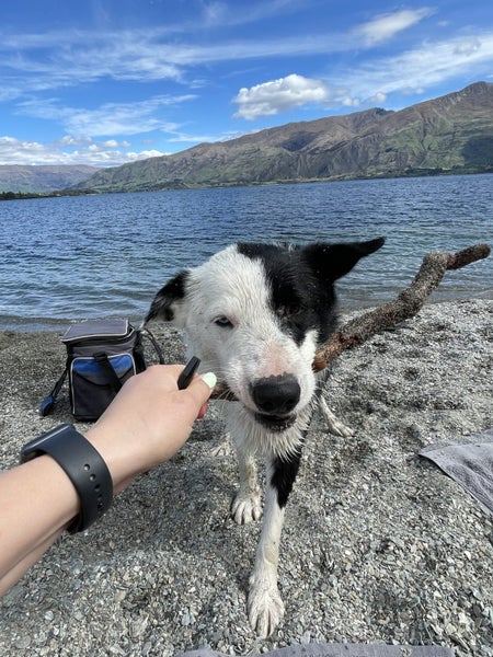 Wilson - 7 year old Border Collie Carousel 7