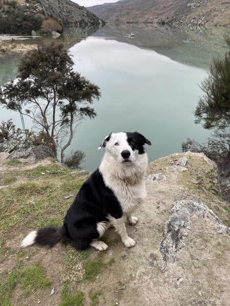 Wilson - 7 year old Border Collie Carousel 1