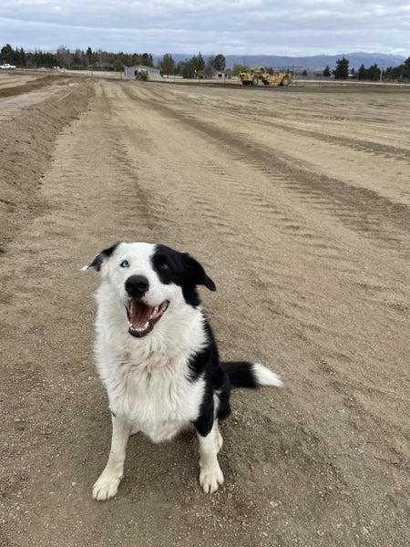 Wilson - 7 year old Border Collie Carousel 2