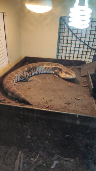 Bearded dragon + Blue tongue skink's x 2 full setup Carousel 2
