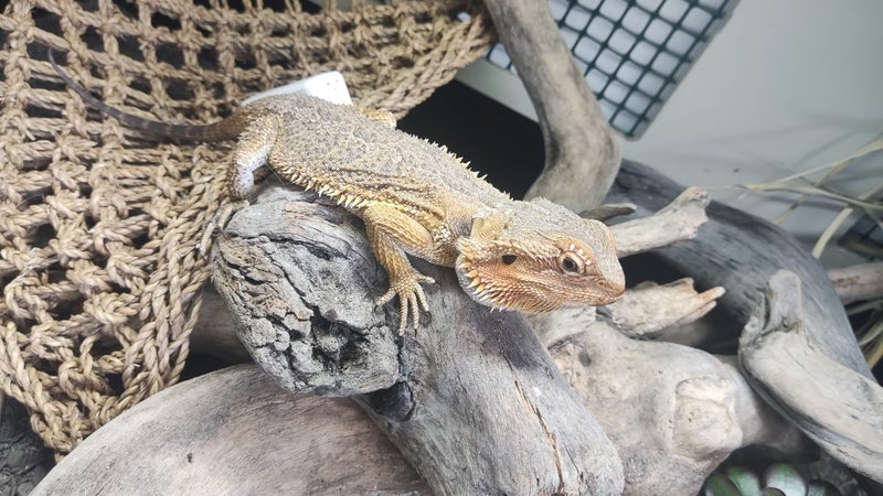 Bearded dragon + Blue tongue skink's x 2 full setup Carousel 1