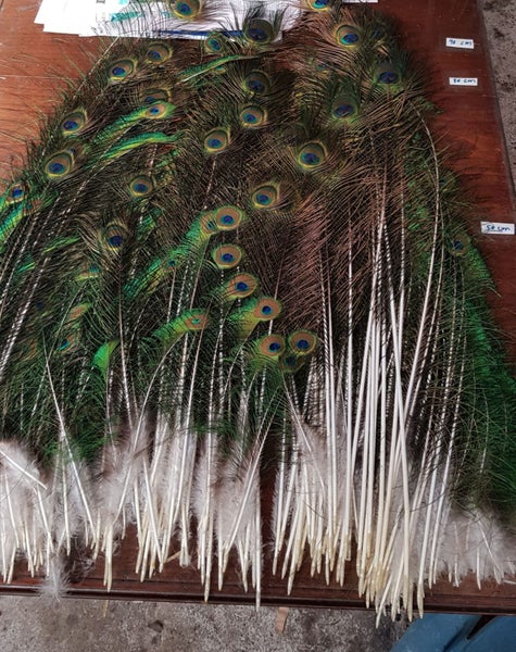 Over 200 Peacock Sword and Sword Eye Feathers $1 Reserve Carousel 1