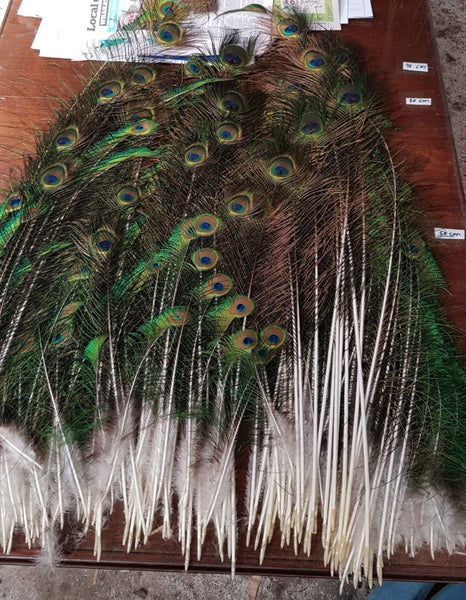 Over 200 Peacock Sword, eyes and Sword Eye Feathers $1 Reserve Carousel 1